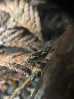Pedetontus submutans thumbnail 1