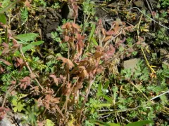 great basin nemophila thumbnail 2