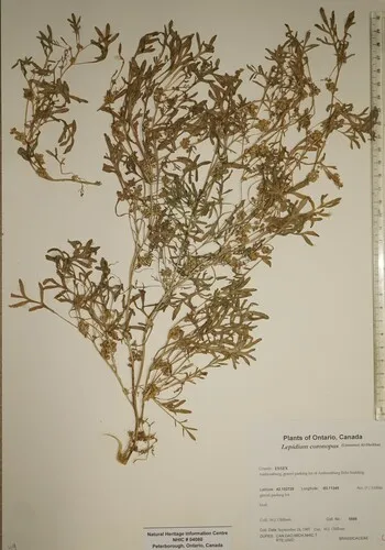 Swine Cress
