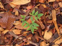 Heavenly bamboo thumbnail 2