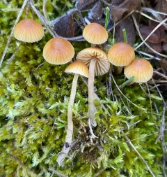 Galerina nigripes thumbnail 4