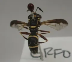 Williston's Wasp Fly thumbnail 3