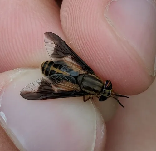 Chrysops indus