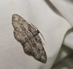 Small Purplish Gray thumbnail 2