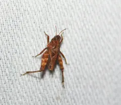 Crested Pygmy Grasshopper thumbnail 4