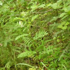 American Milkvetch thumbnail 3