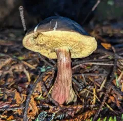 Zeller's bolete thumbnail 1