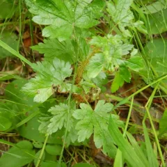 swamp currant thumbnail 4