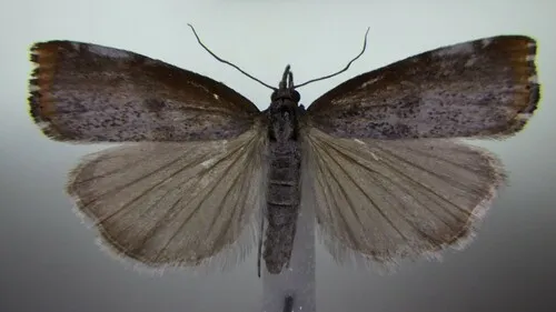 Pediasia truncatellus