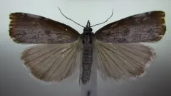 Pediasia truncatellus thumbnail 1