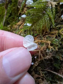 veined mossear thumbnail 3