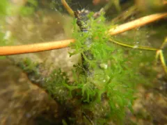 Chaetophora lobata thumbnail 2