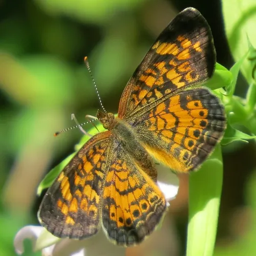 Pearl Crescent