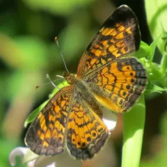 Pearl Crescent thumbnail 1