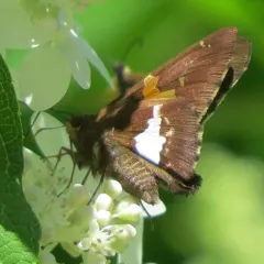 Silver-spotted Skipper thumbnail 4