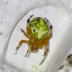 Marbled Orbweaver thumbnail 2