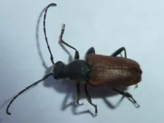 Brachyleptura dehiscens thumbnail 3