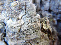 Brown-eyed Rim Lichen thumbnail 2