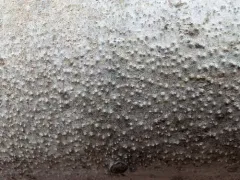 Cytospora nivea thumbnail 3