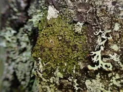 Protoparmelia ochrococca thumbnail 3