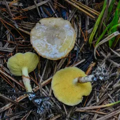 Jellied Bolete thumbnail 4