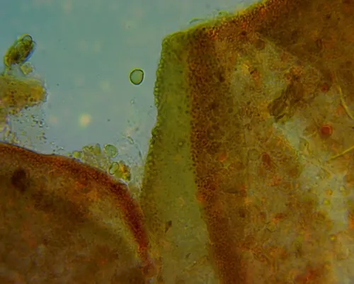 Licea pygmaea