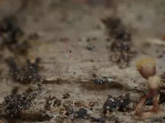 Paradiacheopsis longipes thumbnail 2