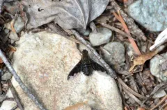 Hemipenthes jaennickeana thumbnail 4