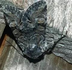 Snaky Arches Moth thumbnail 4