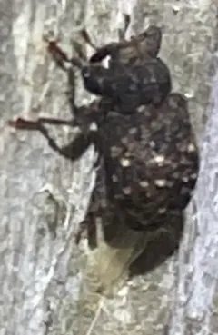 Apteromechus ferratus thumbnail 4
