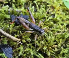 Smith's Spur-throat Grasshopper thumbnail 4