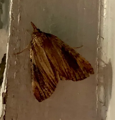 Moonseed Webworm