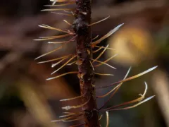 Mycena subvitrea thumbnail 1