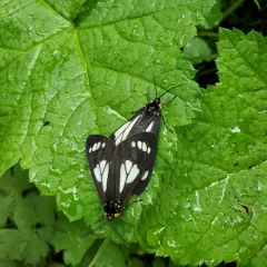 Police Car Moth thumbnail 2
