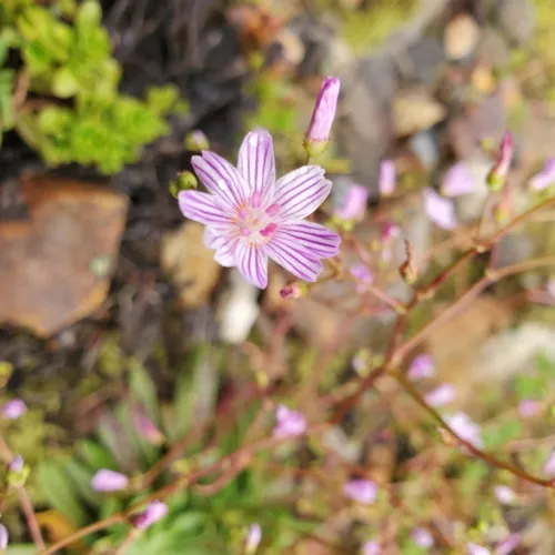 Columbian lewisia