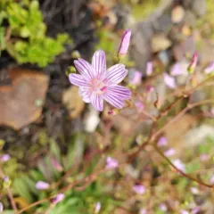 Columbian lewisia thumbnail 1