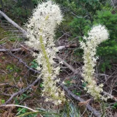 common beargrass thumbnail 4
