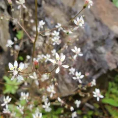 Russethair Saxifrage thumbnail 2