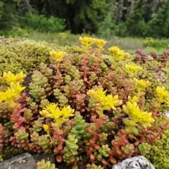 Pacific stonecrop thumbnail 4