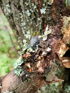 Lepyrus gemellus thumbnail 2