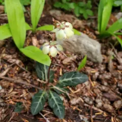 white-veined wintergreen thumbnail 4