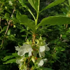 White-flowered Rhododendron thumbnail 3