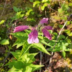 Woodland Beardtongue thumbnail 2