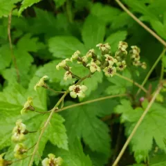 Stink Currant thumbnail 3