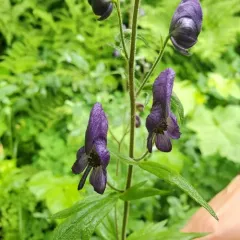 Columbian Monkshood thumbnail 2