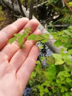 Fewflower Meadow-rue thumbnail 4