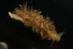 Feather Aeolid thumbnail 4