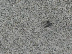 Lasiopogon actius thumbnail 2