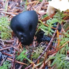 Urnula padeniana thumbnail 2