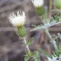 prairie thistle thumbnail 4